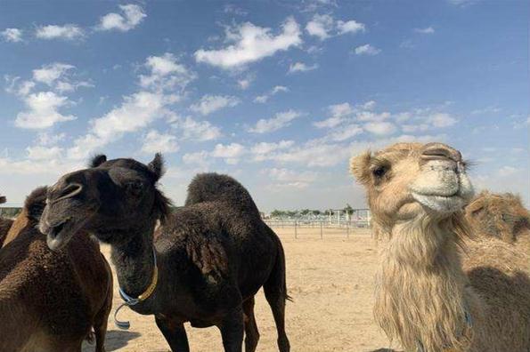 驼奶代工介绍什么样的驼奶粉品质更好