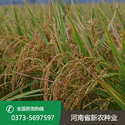 河南水稻种子 河南水稻种子