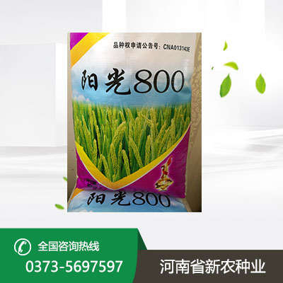 小麦种子批发 小麦种子批发