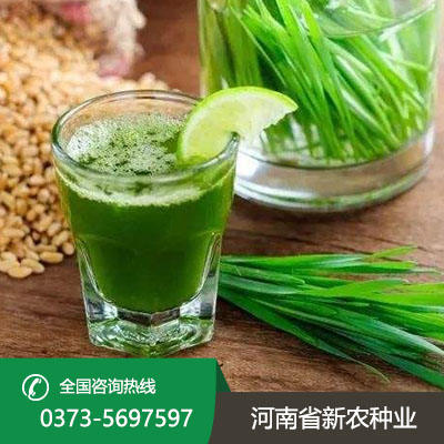 青汁 青汁