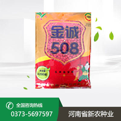 高产玉米种子