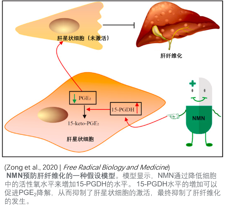 NMN预防肝细胞的相关研究