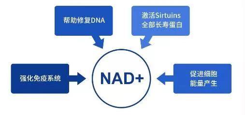 NAD+和NADH的区别？