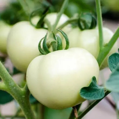 白番茄美白的作用原理到底是什么？