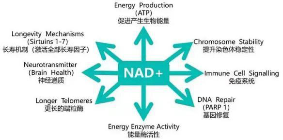 NMN是目前补充NAD+最为有效的方式，美国御安工厂跨境 NMN贴牌代加工