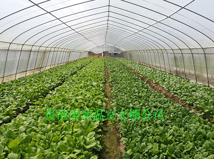 河池蔬菜大棚厂家