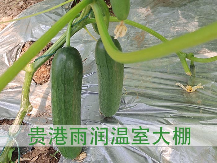 河池广西温室瓜果大棚哪里有