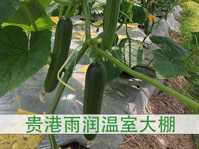 柳州温室大棚的黄瓜苗