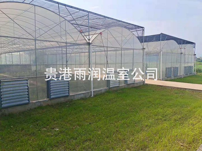 日光梧州温室大棚大棚芹菜种植管理方法！