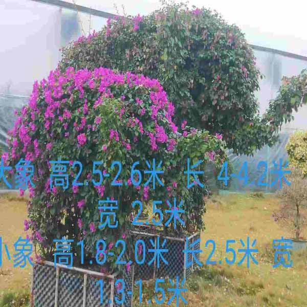 广西三角梅大象小象