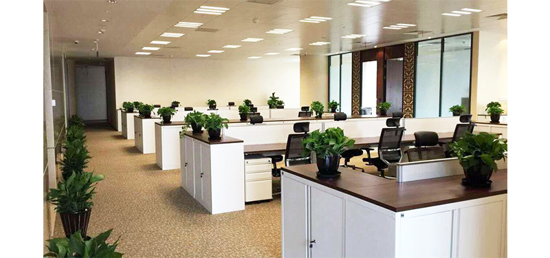 新办公室装修后如何选择绿植除残余甲醛？