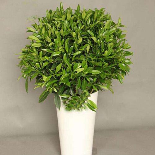 室内常见的大型花盆贵阳植物特别适合在接待室栽培