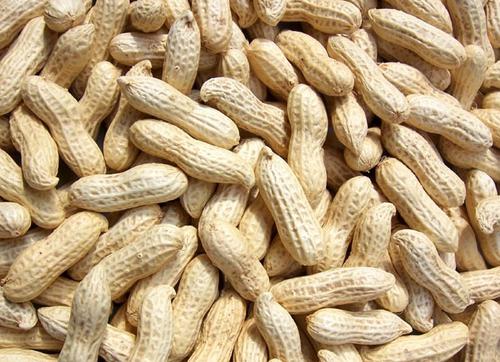 新昌小京生花生是否需要密封保存