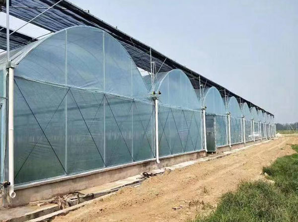 贵州智能蔬菜温室大棚生产