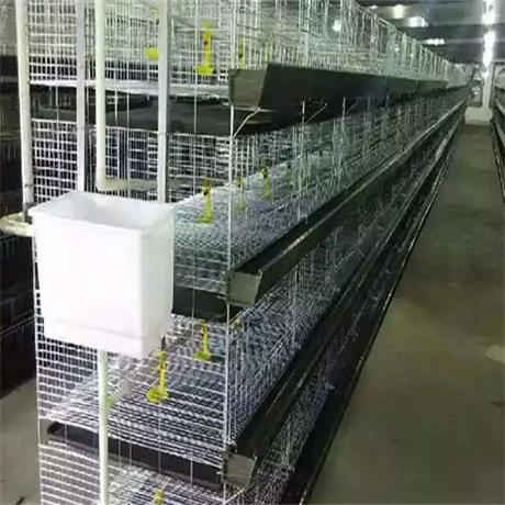 贵州养鸡设备厂家告诉你养鸡需要哪些设备与用具