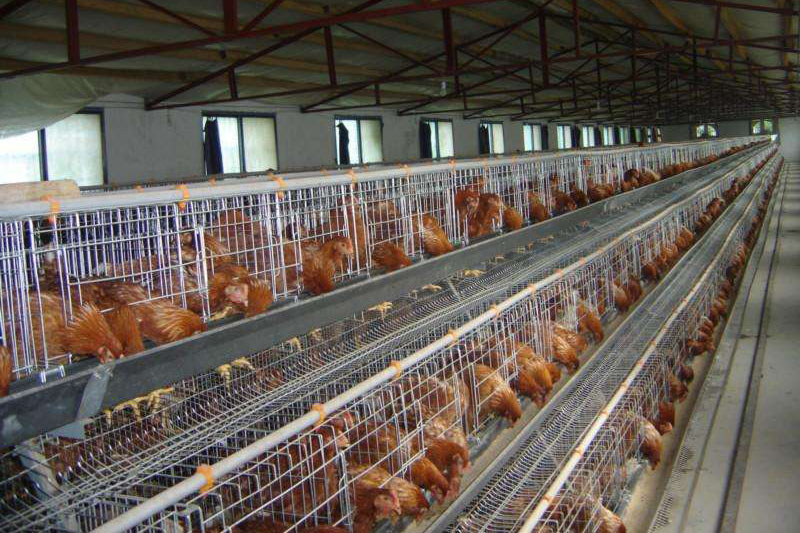 蛋鸡养殖主要有哪些养鸡设备