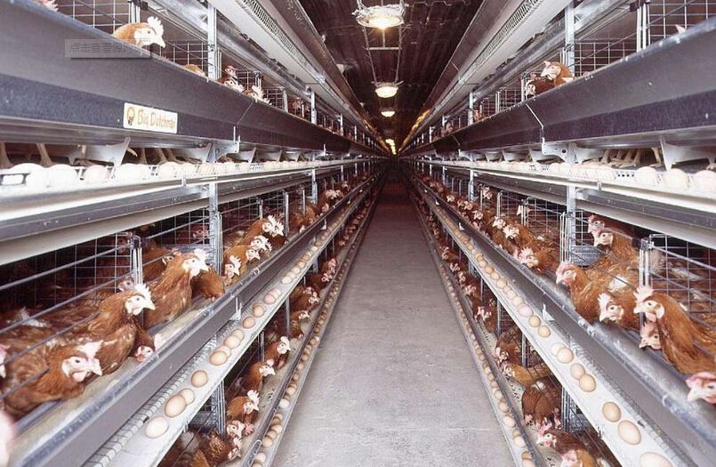 现代化安顺养鸡设备：顺利饲养的奠基石
