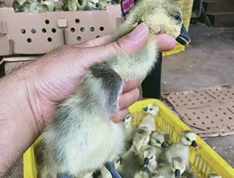 鹅苗养殖场鹅苗销售案例