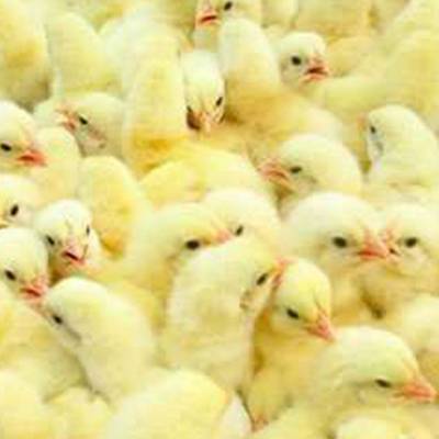 柳州鸡苗养殖中心与大家聊聊柳州鸡苗价钱暗潮涌动，“鸡周期”为何难以预测？