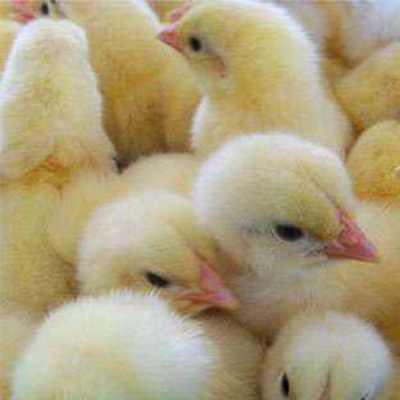 鸡苗养殖中心浅谈鸡苗如何养和预防鸡苗症状