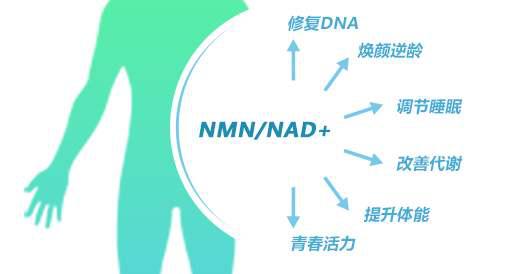 服用现货NMN后有什么变化呢？如何正确服用现货NMN？