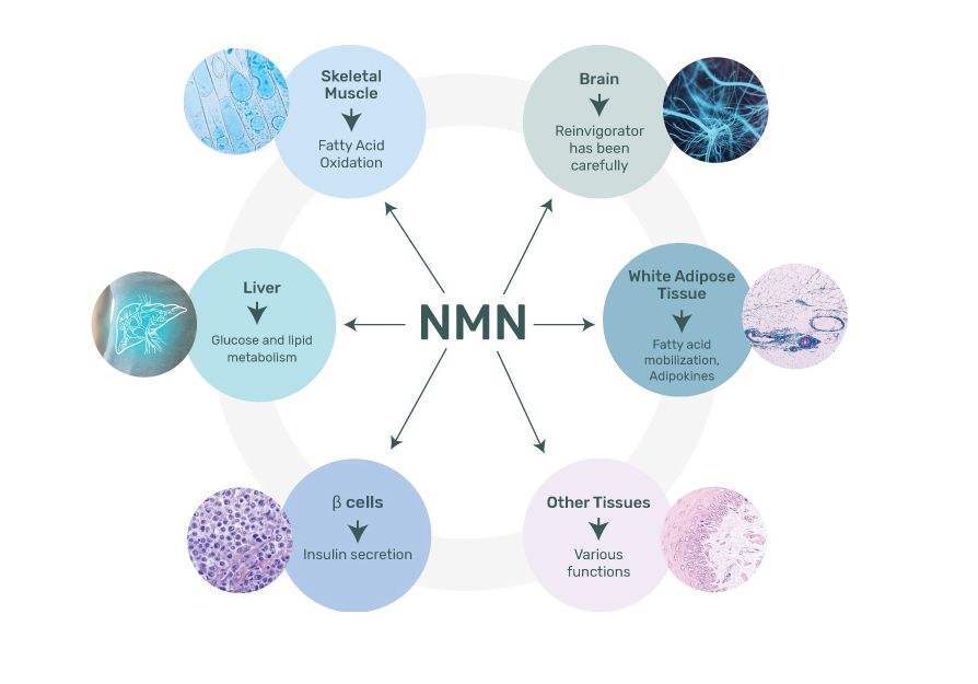 代理NMN招商网为你介绍NMN的起源是什么？NMN18000可以通过增加NAD+的水平来延缓衰老