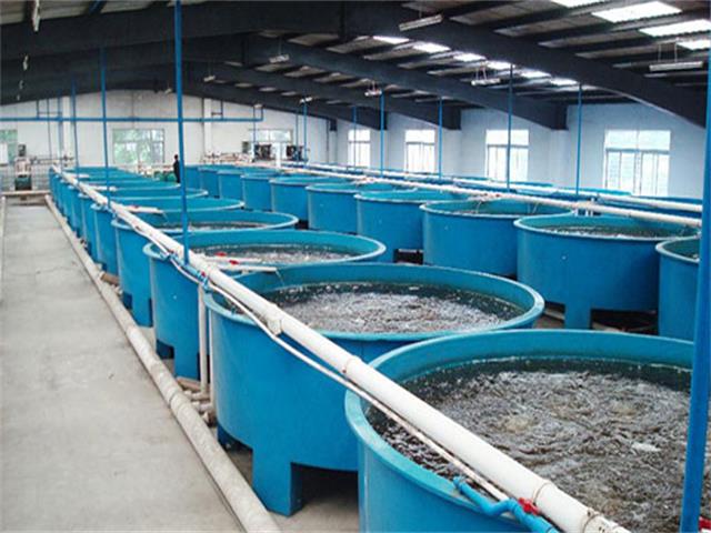 石斑鱼恒温养殖