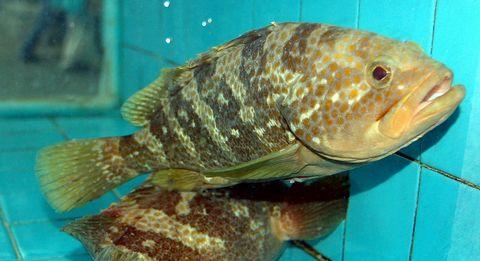 石斑魚恒溫養殖熱水解決方案
